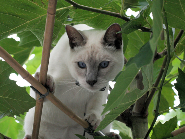 Beautiful Cats Photography By Sabine Cat by Sabine 5 Beautiful Cats Photography By Sabine