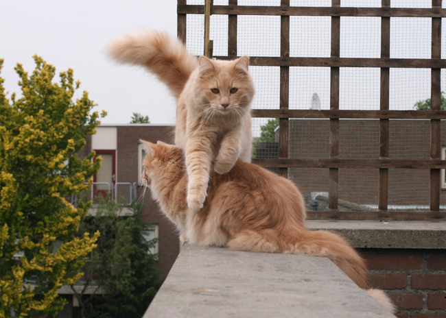 Beautiful Cats Photography By Sabine Cat by Sabine 8 Beautiful Cats Photography By Sabine