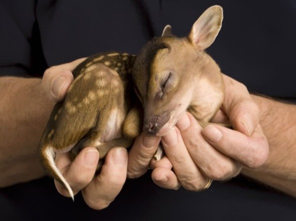 Cutest Baby Animals 5 590x441 The cutest baby animals ever
