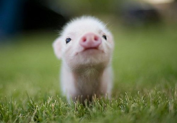 Cutest Baby Animals 7 590x411 The cutest baby animals ever
