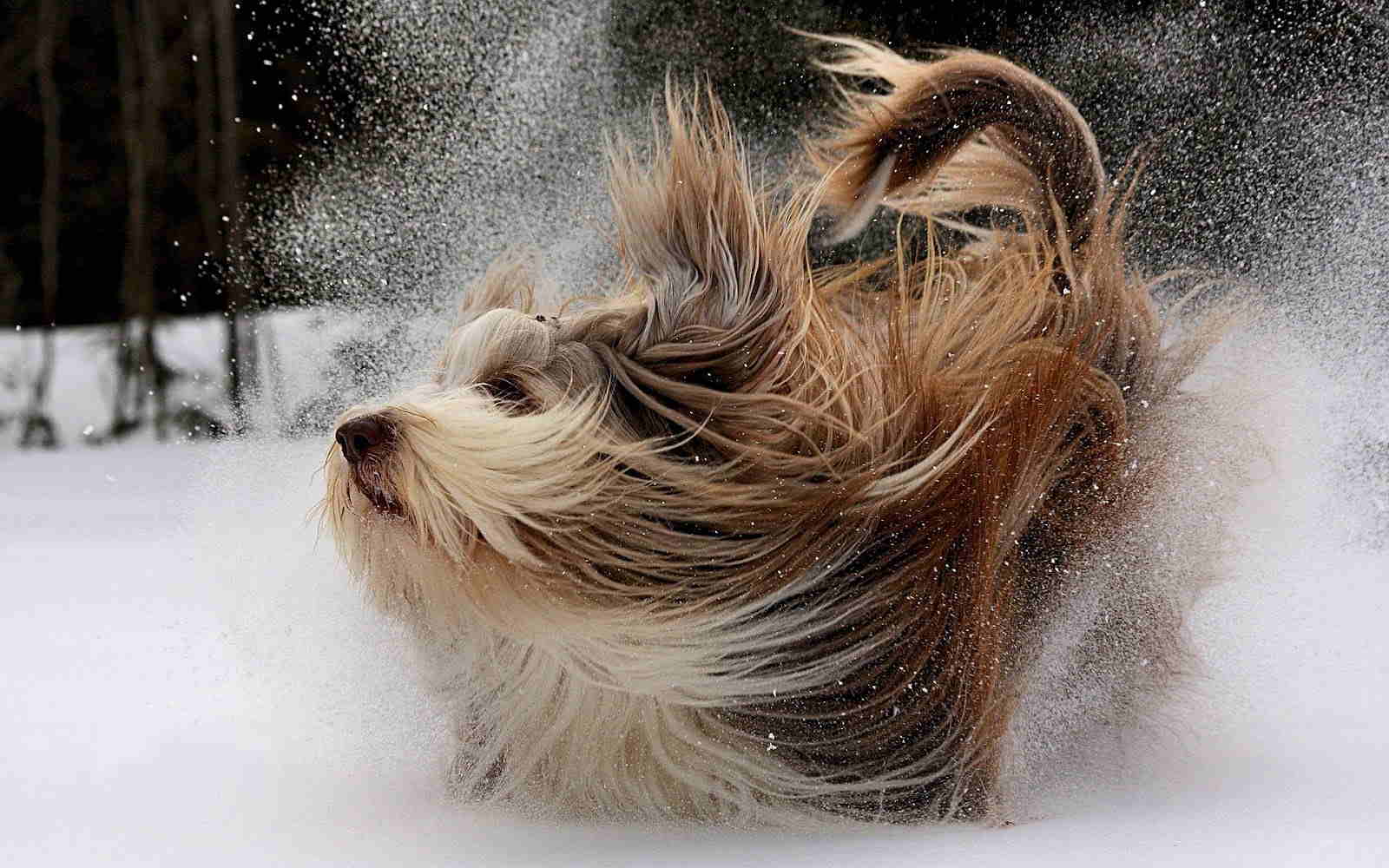 Beautiful Examples Of Amazing and Inspiring Photos From Around The World Doggy Beautiful Examples Of Amazing and Inspiring Photos From Around The World
