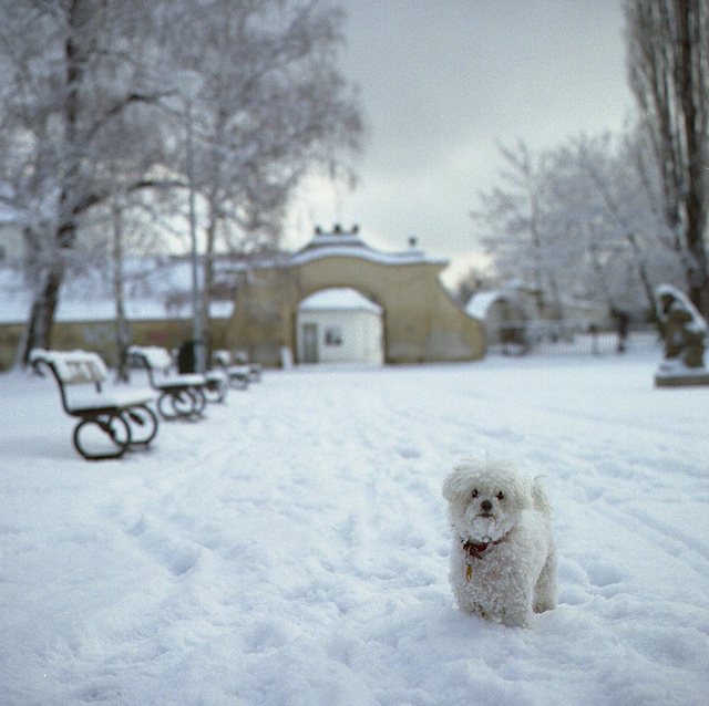 Dogs in The White Stuff Dogs in The White Stuff 2 Dogs in The White Stuff