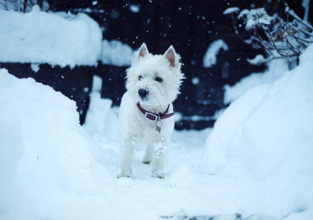 Dogs in The White Stuff Dogs in The White Stuff 3 Dogs in The White Stuff