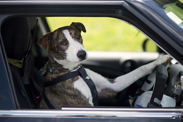 The Driving Dogs from New Zealand Driving Dogs nz 02 The Driving Dogs from New Zealand