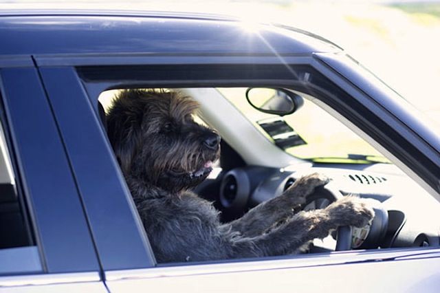 The Driving Dogs from New Zealand Driving Dogs nz 04 The Driving Dogs from New Zealand