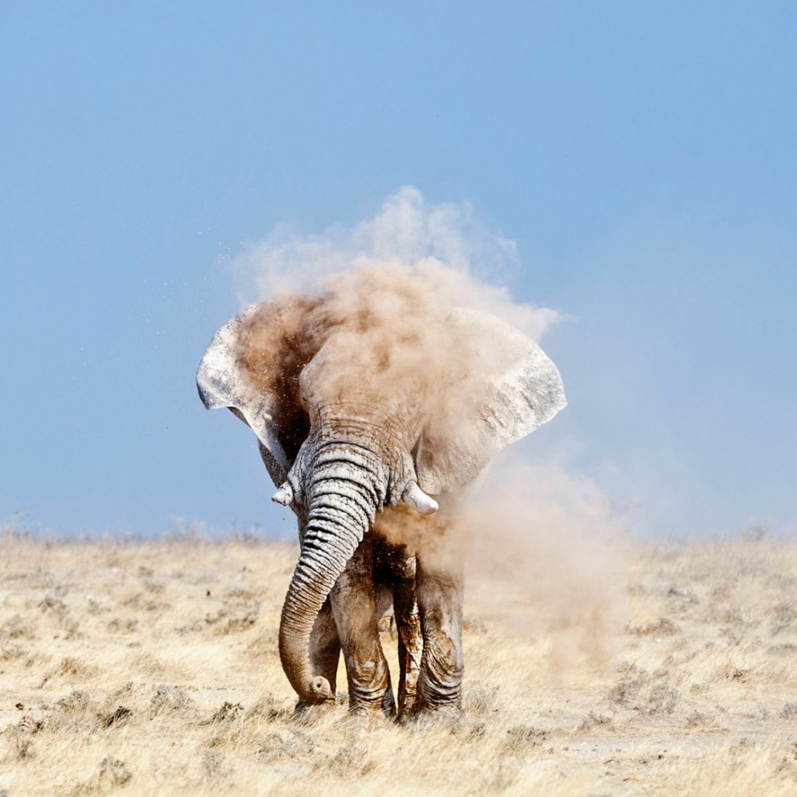 Amazing Photos From Around The World Elephant1 Amazing Photos From Around The World
