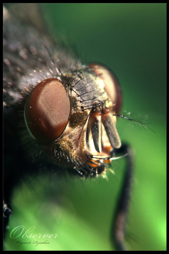 Invertebrates Photography By Wojciech Dziadosz Invertibrates by Wojciech 11 Invertebrates Photography By Wojciech Dziadosz