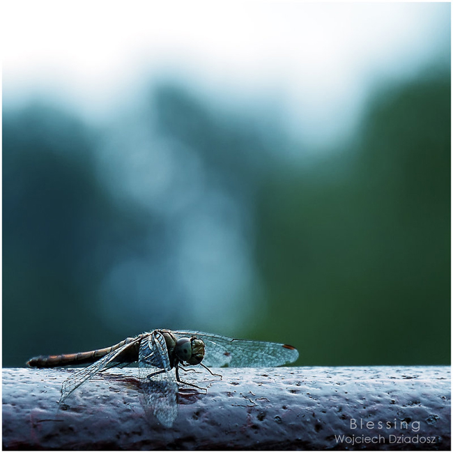 Invertebrates Photography By Wojciech Dziadosz Invertibrates by Wojciech 2 Invertebrates Photography By Wojciech Dziadosz