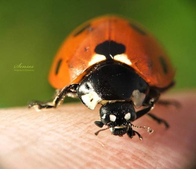 Invertebrates Photography By Wojciech Dziadosz Invertibrates by Wojciech 6 Invertebrates Photography By Wojciech Dziadosz