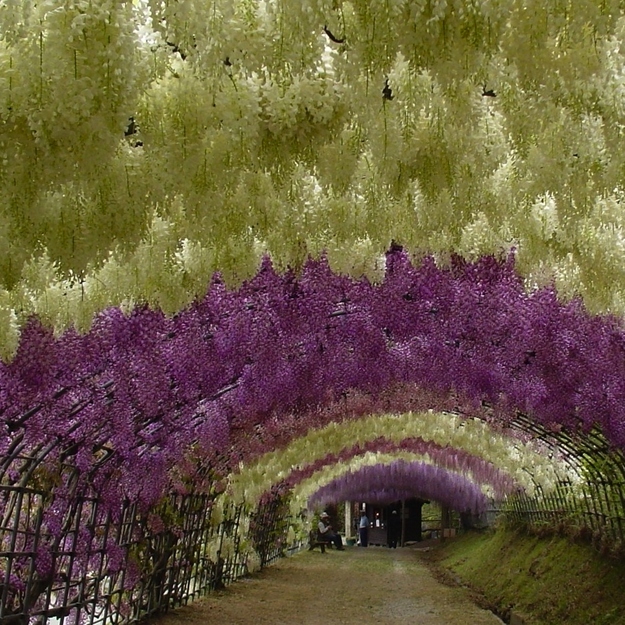  Awe Inspiring Japanese Wisteria Tunnel 