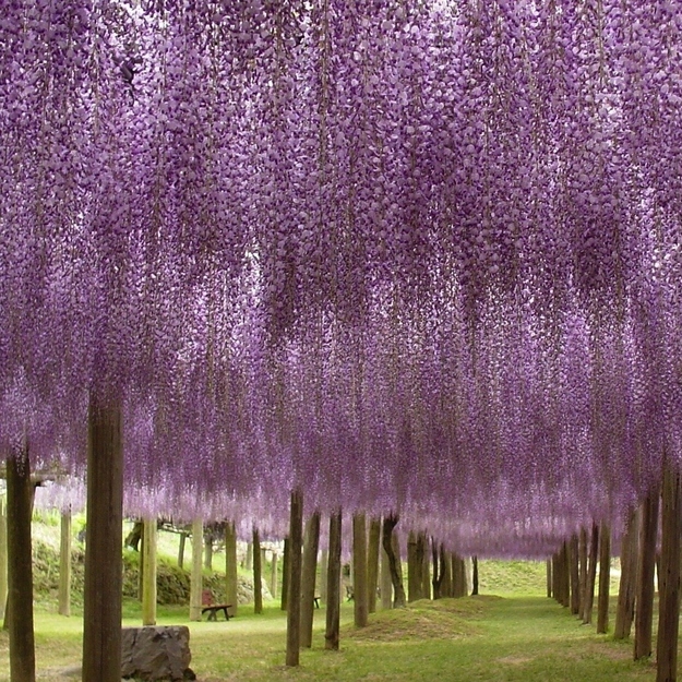  Awe Inspiring Japanese Wisteria Tunnel 