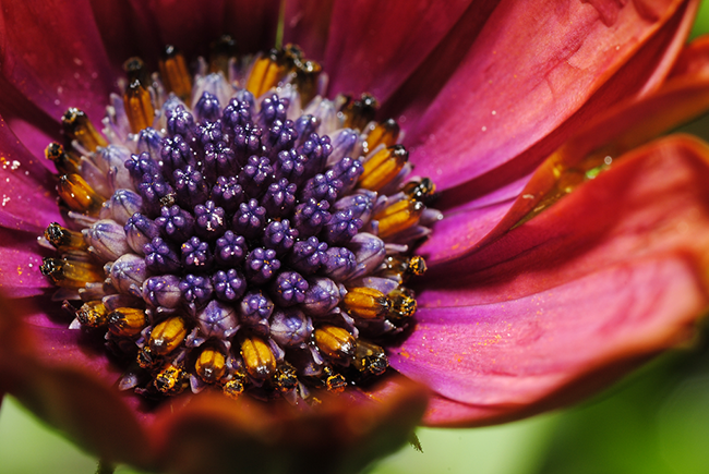Macro Photography 1 10 Amazing Examples of Macro Photography 