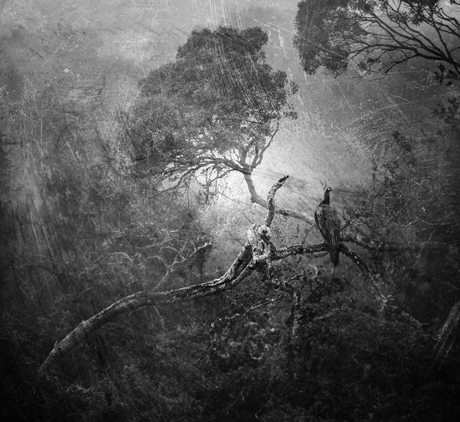 Nature Photography by Shlomi Nissim Shlomi Nissim3 Nature Photography by Shlomi Nissim