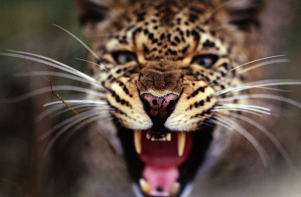 Hidden Cameras Capture Incredible Photos of African Wildlife animal photography shah 2 Hidden Cameras Capture Incredible Photos of African Wildlife