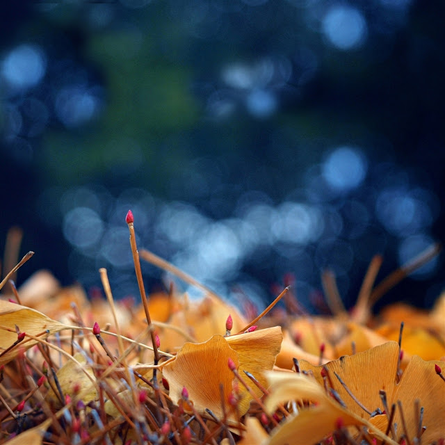 Nice Collection of iPad 4 Wallpapers defoliation ipad 4 wallpaper Nice Collection of iPad 4 Wallpapers