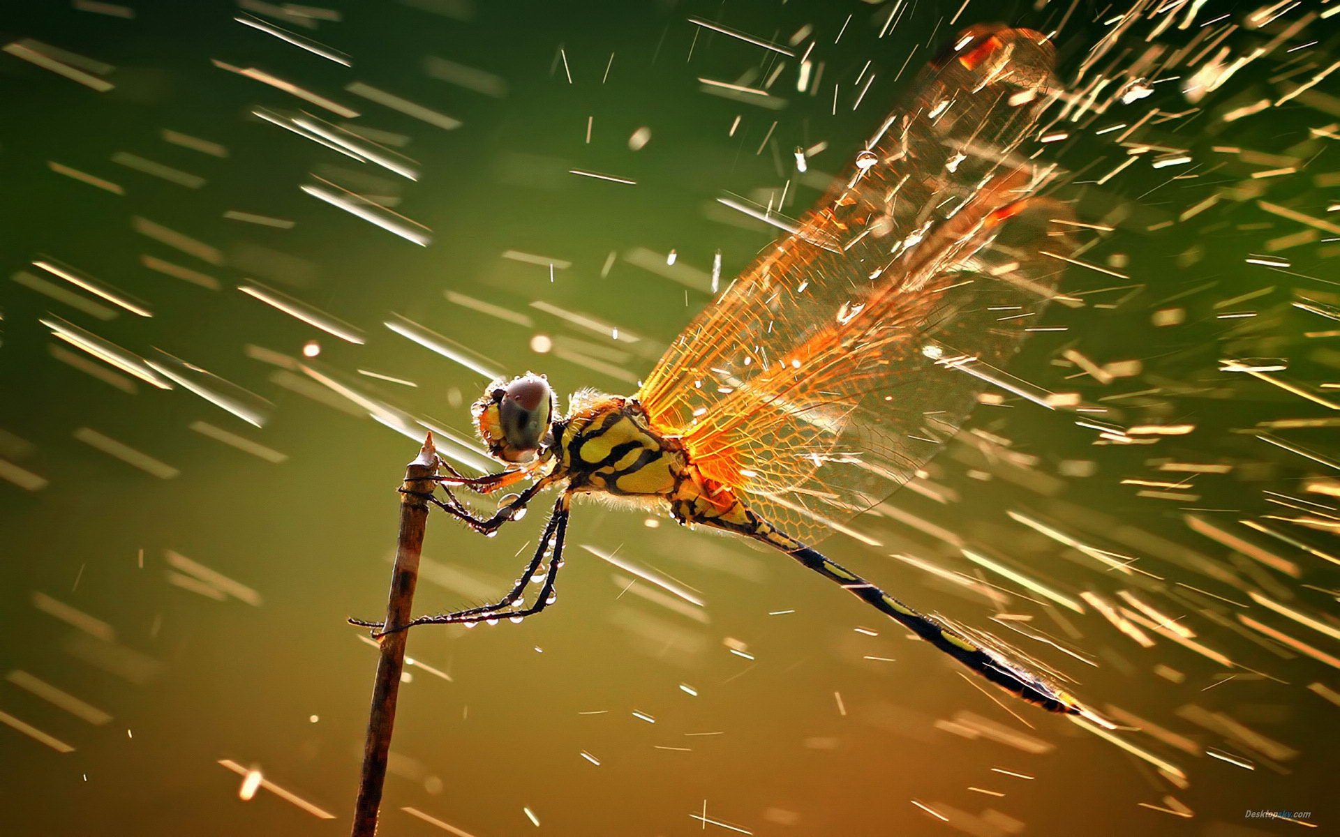 55 Beautiful Examples Of Amazing Photos From Around The World dragonfly in the rain 55 Beautiful Examples Of Amazing Photos From Around The World