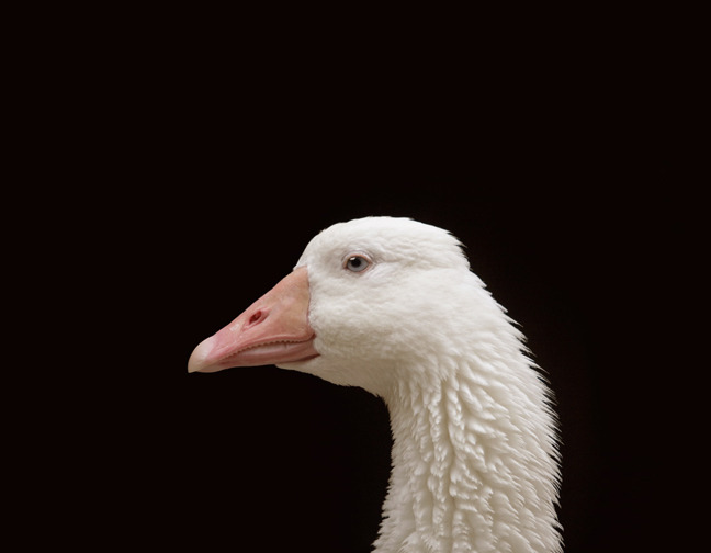 duck Duck Portrait 