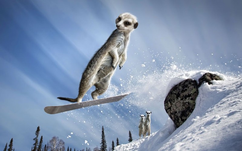 extr2 Maverick Meerkats Calendar 2013