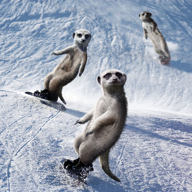 extr5 Maverick Meerkats Calendar 2013
