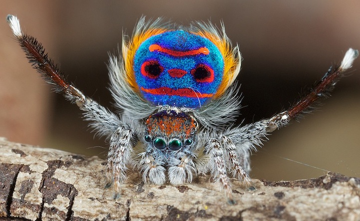 Incredible Shots of the Exotic Peacock Spider Incredible Shots of the Exotic Peacock Spider