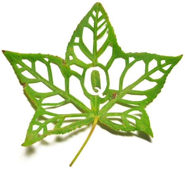 Leaf Type – Mei Lin Chan mei lin chan 4600 547 Leaf Type – Mei Lin Chan