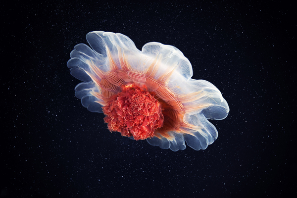 p 13 Jellyfish Madness by Alexander Semenov