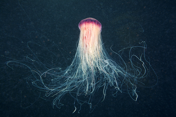 p 23 Jellyfish Madness by Alexander Semenov