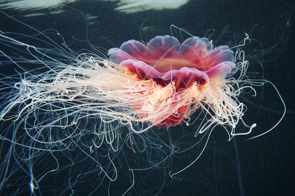 p 33 Jellyfish Madness by Alexander Semenov
