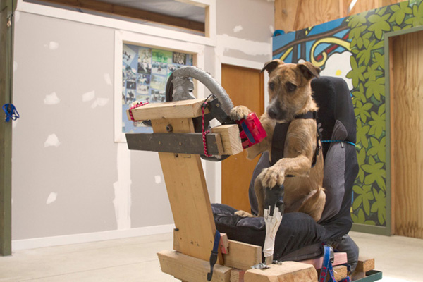 Rescue Dogs Learn How to Drive a Car rescue dogs learn to drive 1 Rescue Dogs Learn How to Drive a Car
