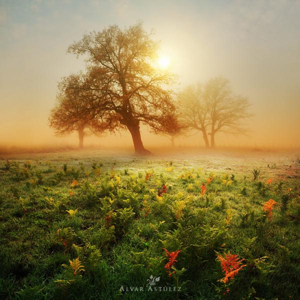 secret garden by Alvar Astulez 600 600 Landscape Photography by Alvar Astúlez