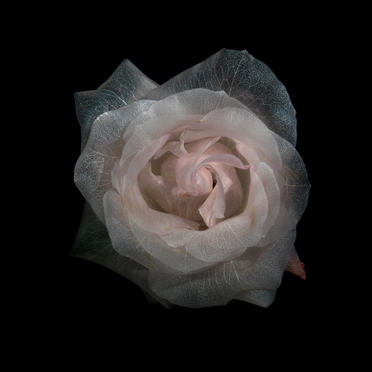 Transparent roses glass photographic series transparent roses glass photographic series 1 750x750 Transparent roses glass photographic series