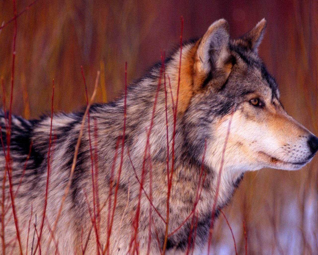 50 Wildlife Wallpapers 50 Wildlife Wallpapers