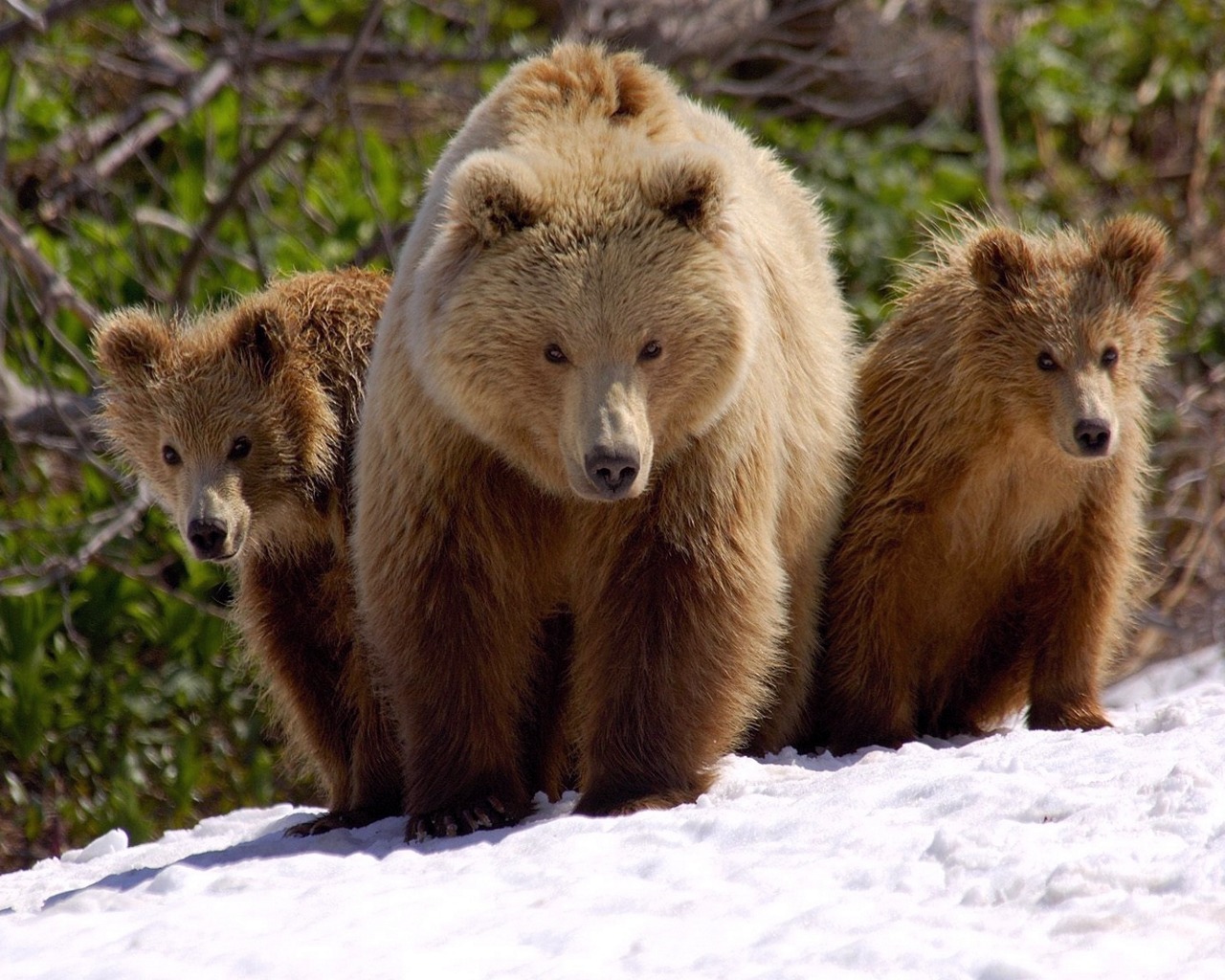 50 Wildlife Wallpapers 50 Wildlife Wallpapers