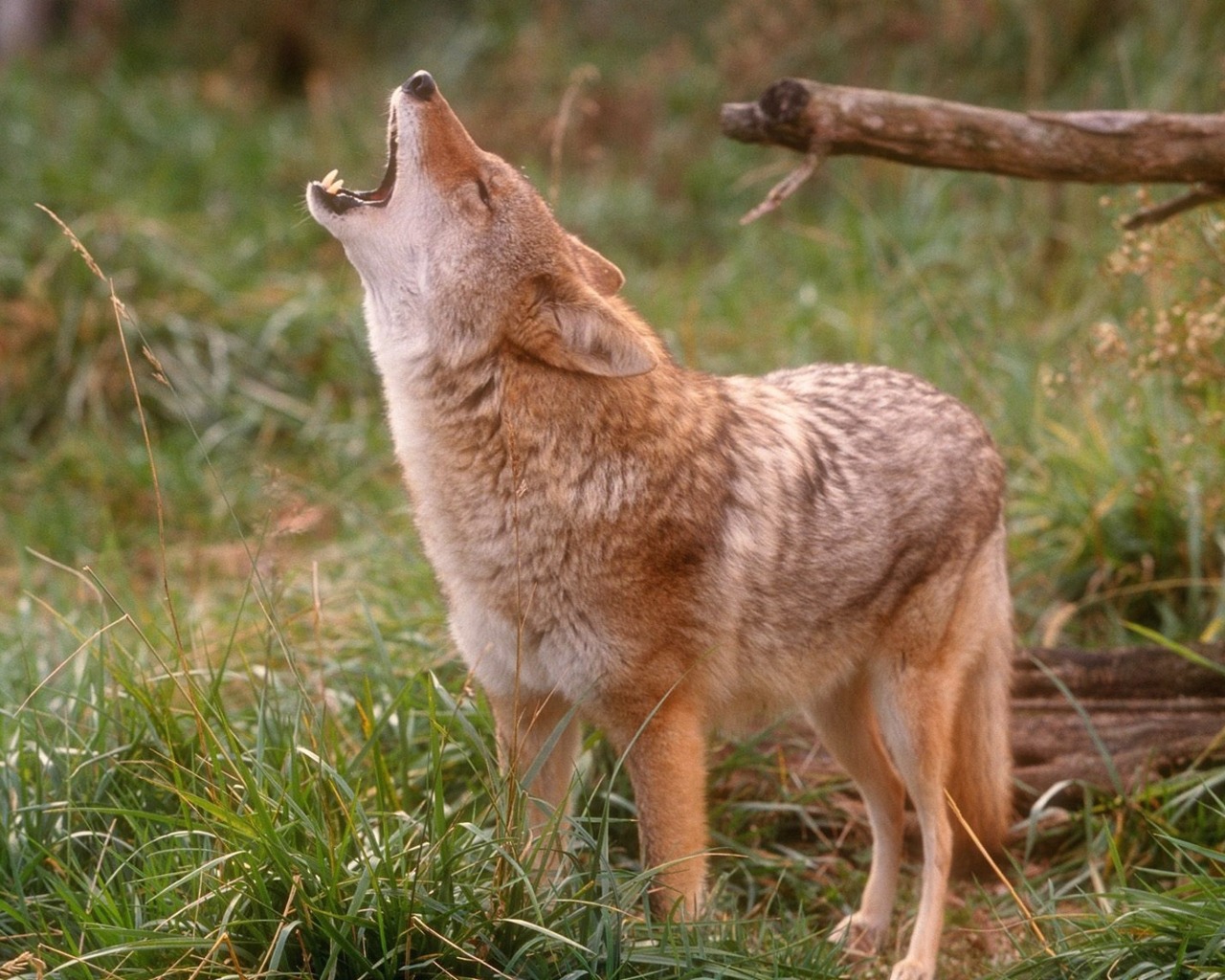 50 Wildlife Wallpapers 50 Wildlife Wallpapers