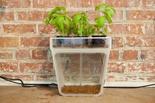 Aquaponics Garden, a food growing system and fish tank all in one 7f8c27c7e1492f9289dc0d0932b2b01e large 1 650x433 Aquaponics Garden, a food growing system and fish tank all in one