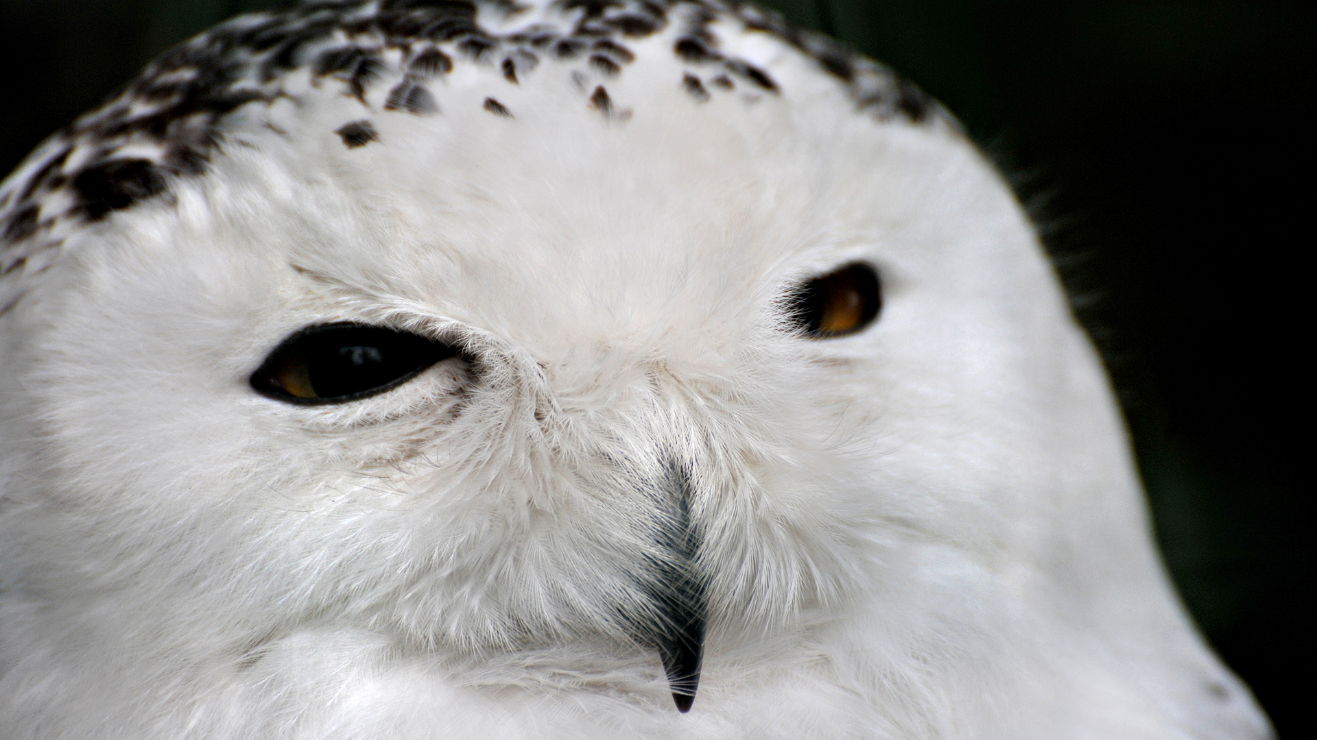 Some Selected Amazing Animals Photos Amazing Animals Pics HD 10 Some Selected Amazing Animals Photos