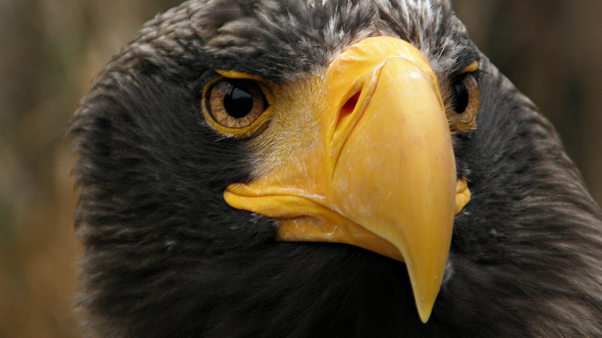 Stunning Animals Amazing Animals Pics HD 6 Stunning Animals