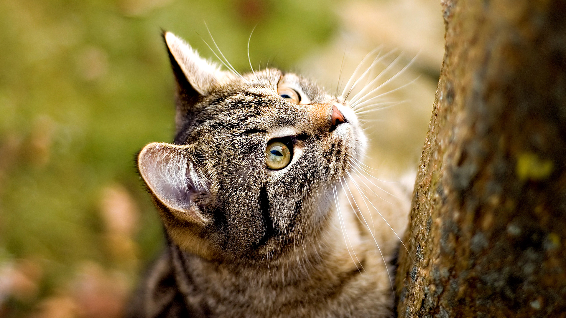 Some Selected Amazing Animals Photos Amazing Animals Pics HD 8 Some Selected Amazing Animals Photos