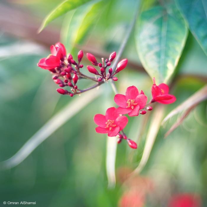 Beautiful Day by uae4u Lovely Flowers