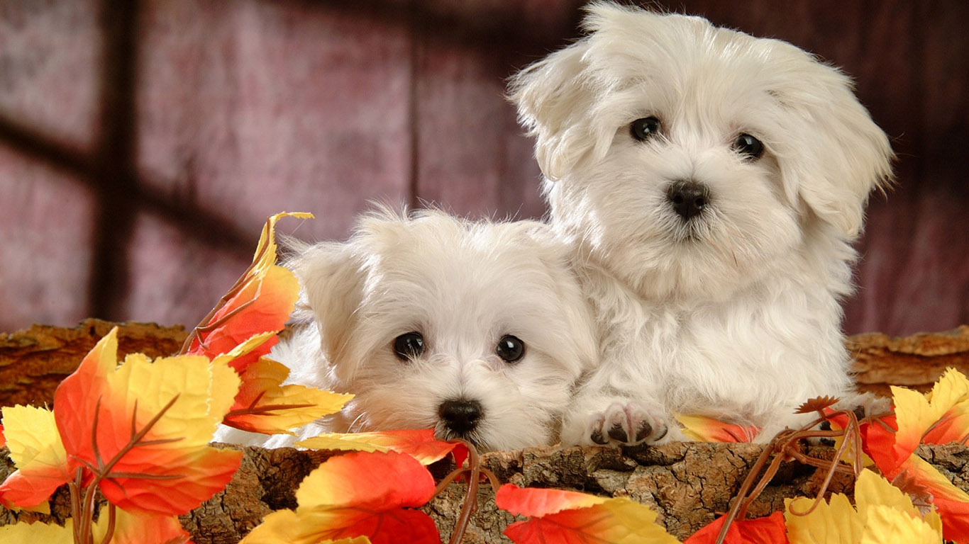 Cute Dogs Beautiful Dogs Wallpaper 11 Cute Dogs