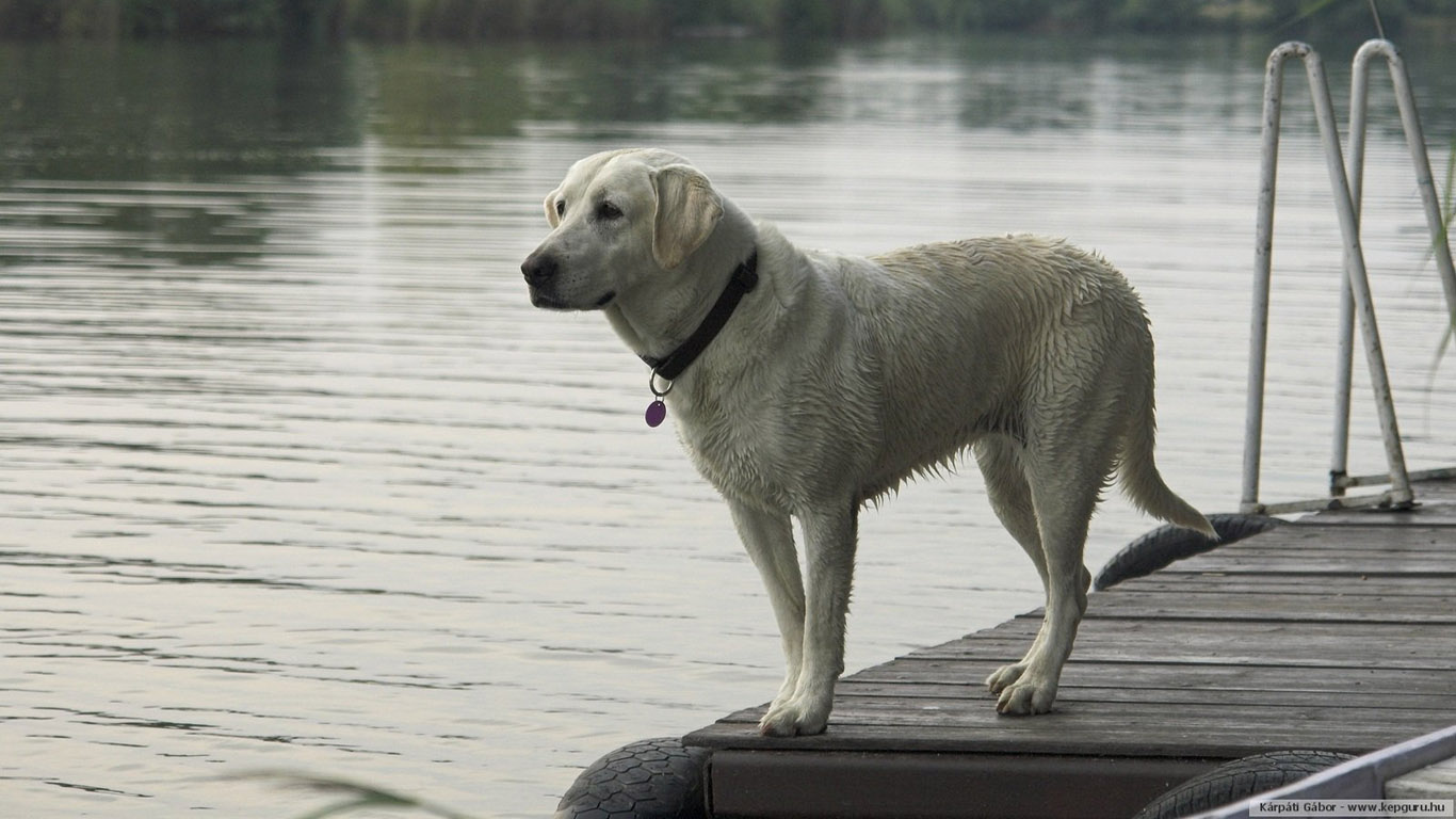 Cute Dogs Beautiful Dogs Wallpaper 20 Cute Dogs