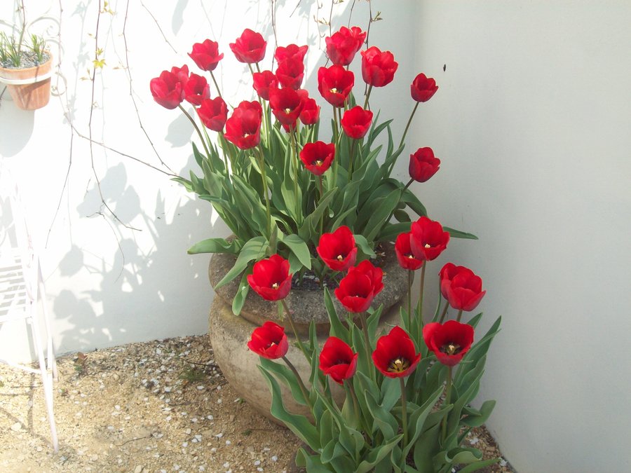Beautiful Flowers by FireDroplet Lovely Flowers