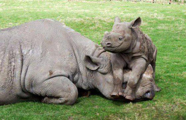 Beautiful Cute Wild Photos Cute Animals Pics 1 Beautiful Cute Wild Photos