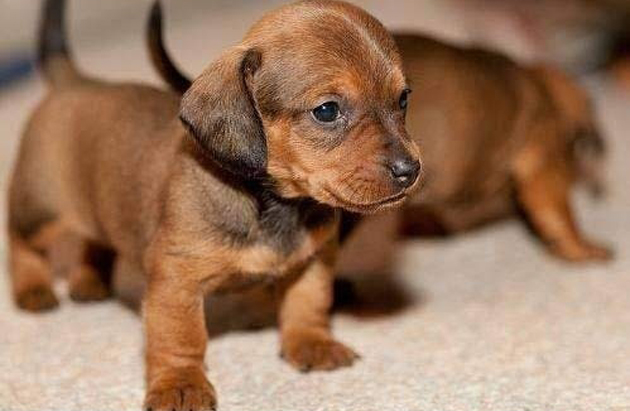 75 Cute Puppy Dog Photos Cute puppy photos 242 75 Cute Puppy Dog Photos