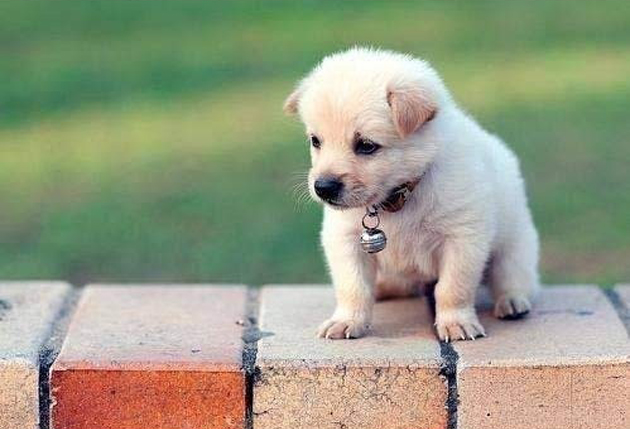 75 Cute Puppy Dog Photos Cute puppy photos 422 75 Cute Puppy Dog Photos