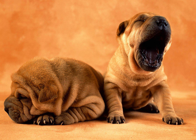 Cute puppy photos 462 75 Cute Puppy Dog Photos
