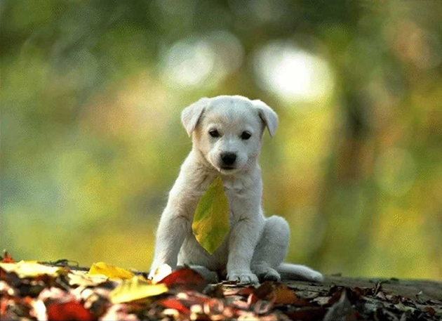 75 Cute Puppy Dog Photos Cute puppy photos 502 75 Cute Puppy Dog Photos
