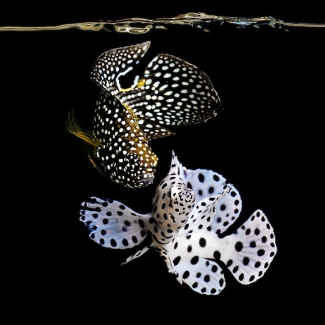 Exotic Life Underwater 8 650x650 Exotic Sea Life by Photographer Mark Laita