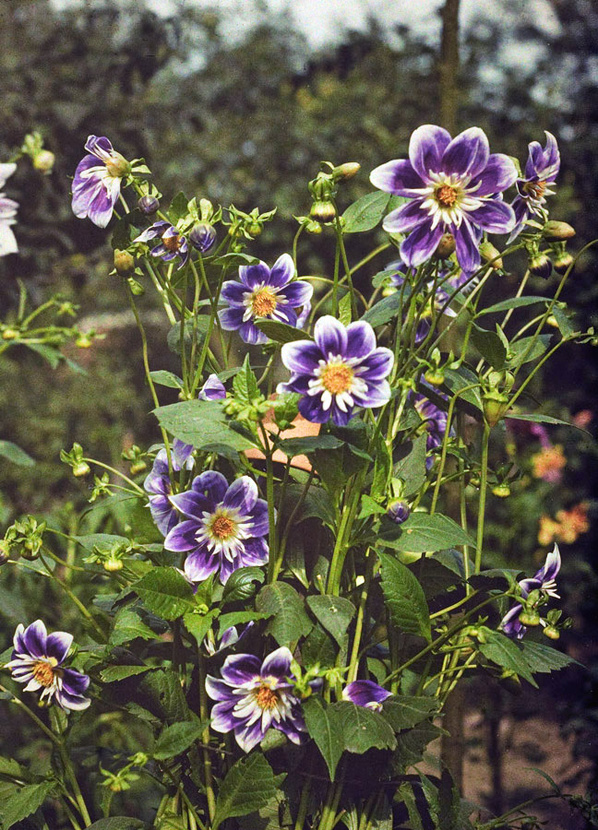 Beautiful Flower Autochromes, circa 1910 1920 Flower+Autochromes+circa+1910 1920+2 Beautiful Flower Autochromes, circa 1910 1920