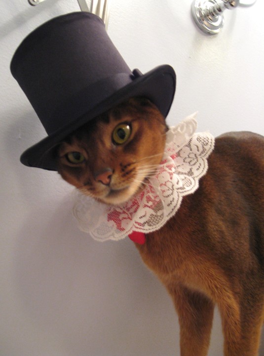Hats for Cats Hats for Cats 03 Hats for Cats